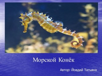 Морской конек