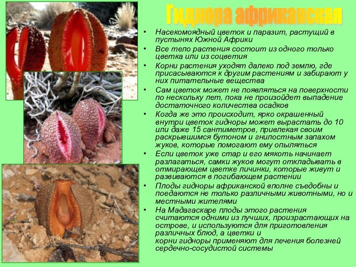 Гиднора африканскаяНасекомоядный цветок и паразит, растущий в пустынях Южной АфрикиВсе тело растения