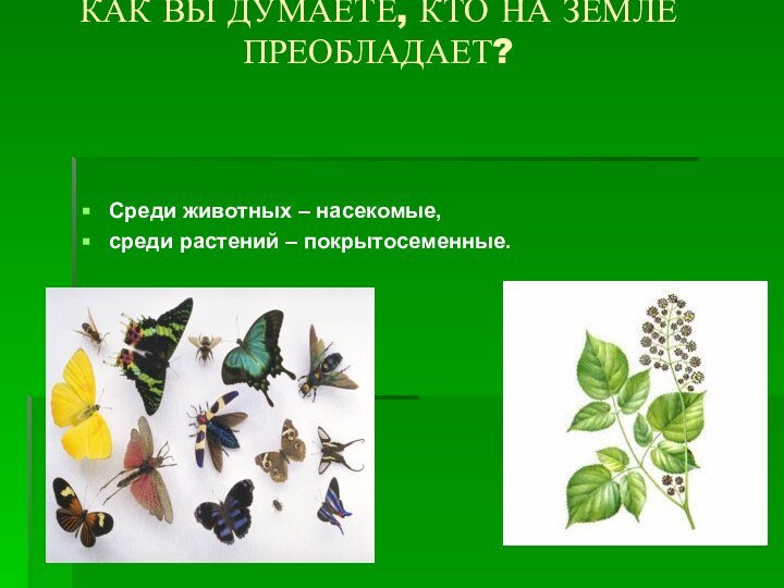 КАК ВЫ ДУМАЕТЕ, КТО НА ЗЕМЛЕ ПРЕОБЛАДАЕТ? Среди животных – насекомые, среди растений – покрытосеменные.