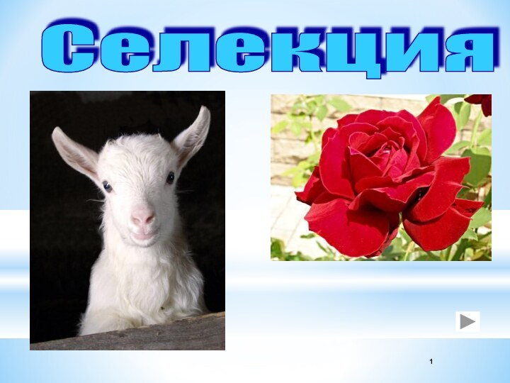 Селекция