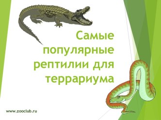 самые_популярные_рептилии_для_террариума