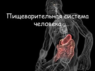 Пищеварительная система человека