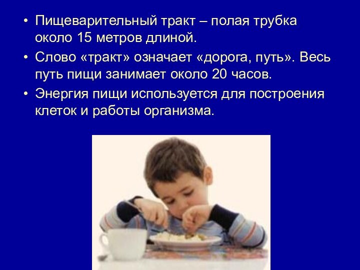 Пищеварительный тракт – полая трубка около 15 метров длиной.Слово «тракт» означает «дорога,