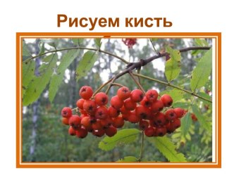 Рисуем кисть рябины