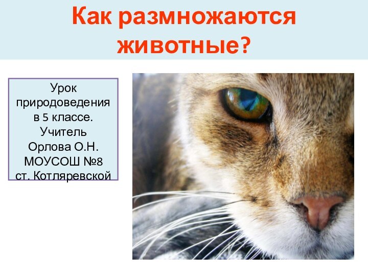 Как размножаются животные?Урок природоведения в 5 классе. Учитель Орлова О.Н.МОУСОШ №8 ст. Котляревской