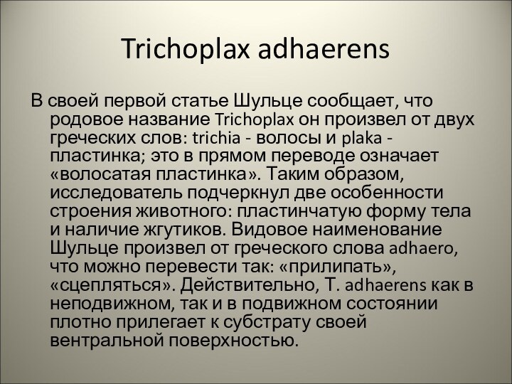 Trichoplax adhaerensВ своей первой статье Шульце сообщает, что родовое название Trichoplax он