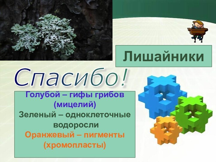 Спасибо!Голубой – гифы грибов(мицелий)Зеленый – одноклеточные водорослиОранжевый – пигменты(хромопласты)Лишайники