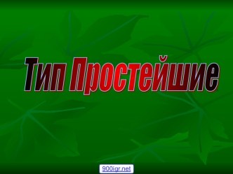 Тип простейшие