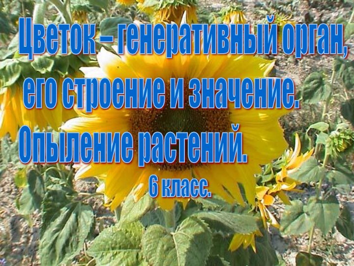 Цветок – генеративный орган,   его строение и значение.  Опыление растений. 6 класс.