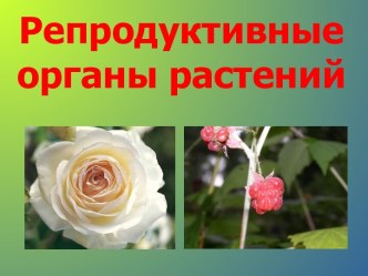 Репродуктивные органы растений