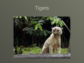 Tigers