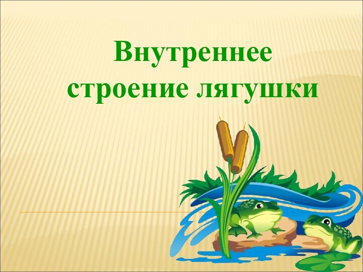 Внутреннее строение лягушки