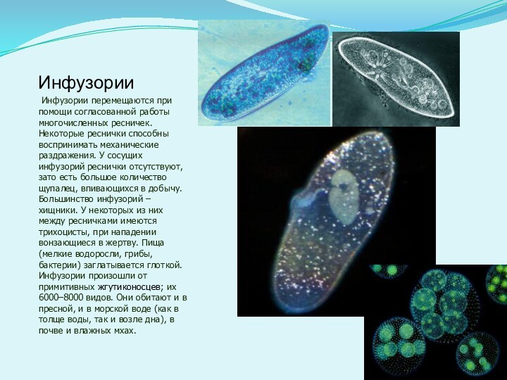 Инфузории Инфузории перемещаются при помощи согласованной работы многочисленных ресничек. Некоторые реснички способны воспринимать