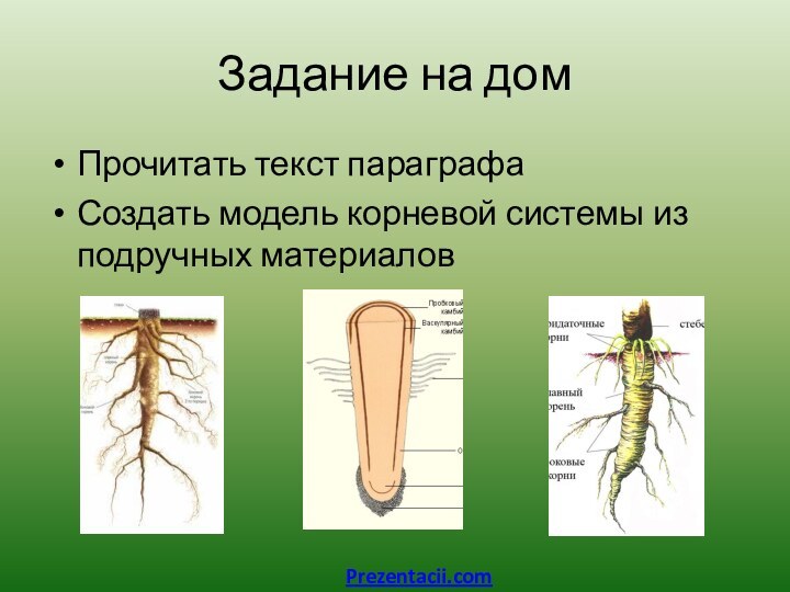 Задание на домПрочитать текст параграфаСоздать модель корневой системы из подручных материаловPrezentacii.com