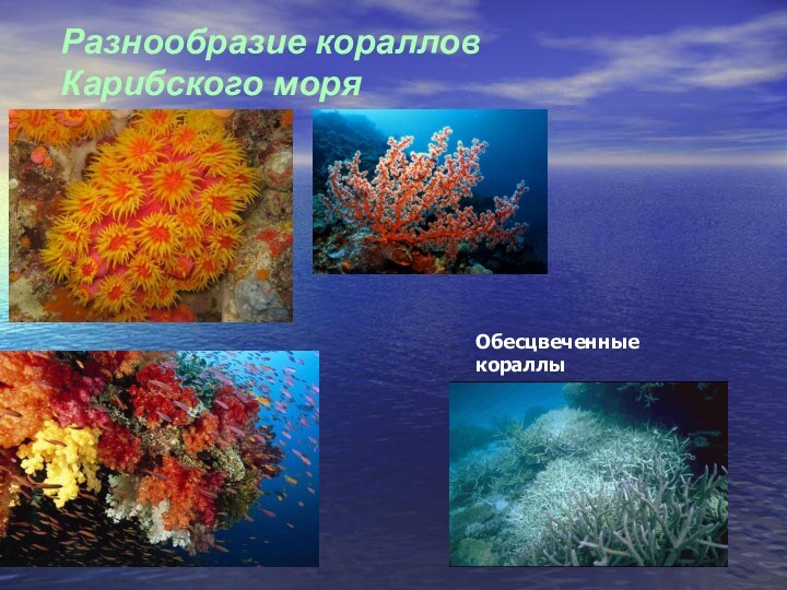 Разнообразие кораллов Карибского моряОбесцвеченные кораллы