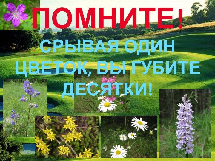 ПОМНИТЕ!СРЫВАЯ ОДИН ЦВЕТОК, ВЫ ГУБИТЕ ДЕСЯТКИ!