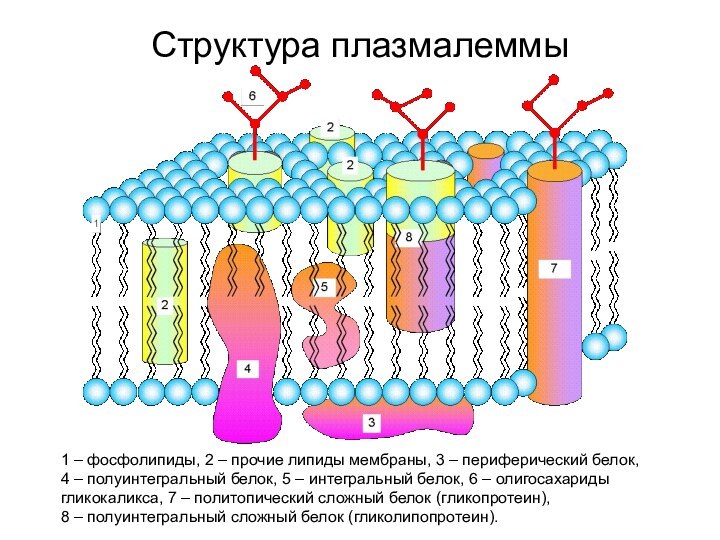 Структура плазмалеммы1 – фосфолипиды, 2 – прочие липиды мембраны, 3 – периферический