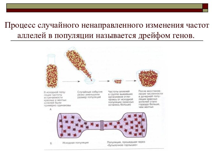 Процесс случайного ненаправленного изменения частот аллелей в популяции называется дрейфом генов.