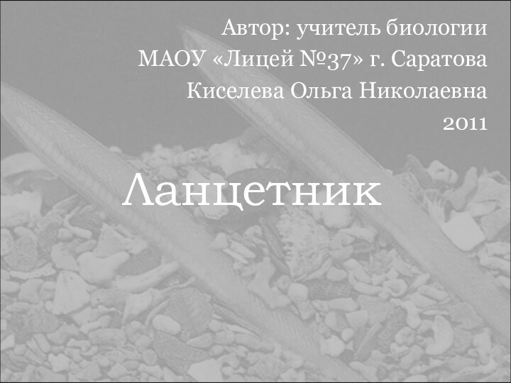 ЛанцетникАвтор: учитель биологииМАОУ «Лицей №37» г. Саратова Киселева Ольга Николаевна 2011