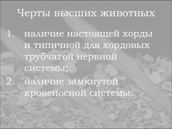 Черты высших животныхналичие настоящей хорды и типичной для хордовых трубчатой нервной системы;наличие замкнутой кровеносной системы.