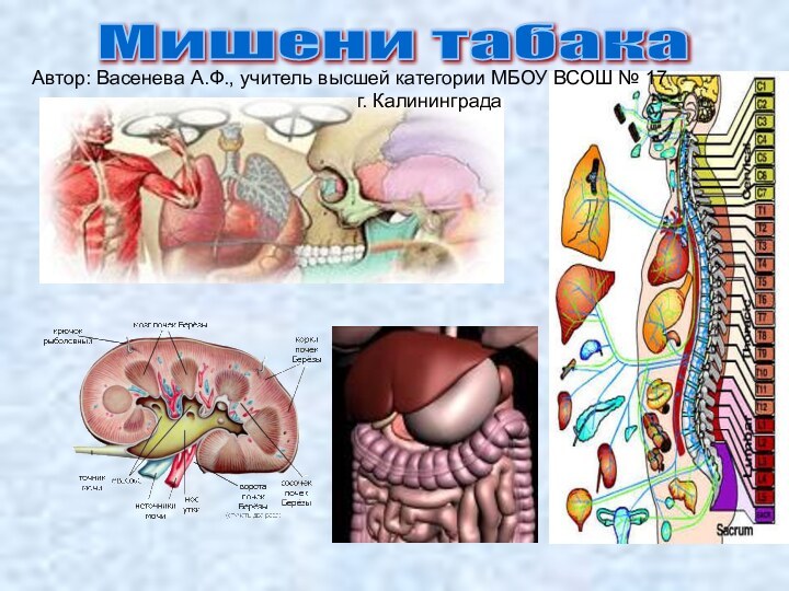 Мишени табака Автор: Васенева А.Ф., учитель высшей категории МБОУ ВСОШ № 17г. Калининграда