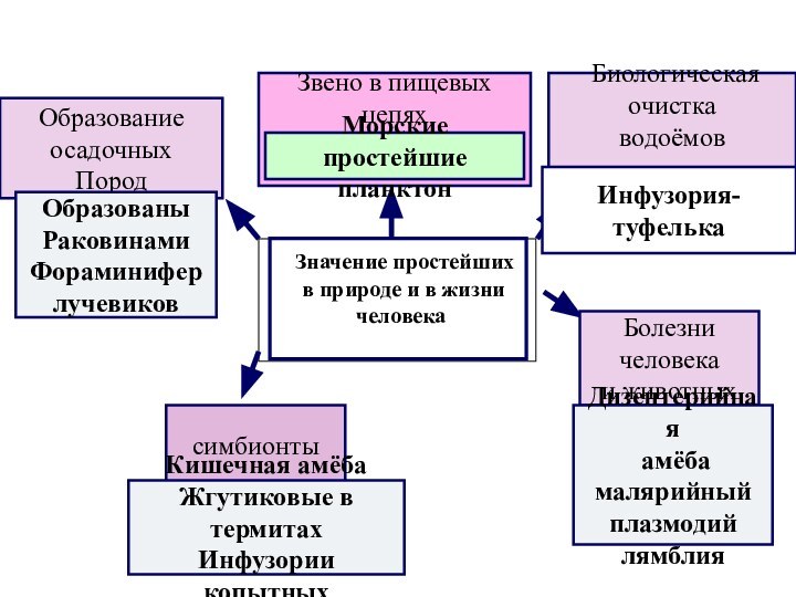 Значение простейших  в природе и в жизни человекаОбразование осадочныхПородЗвено в