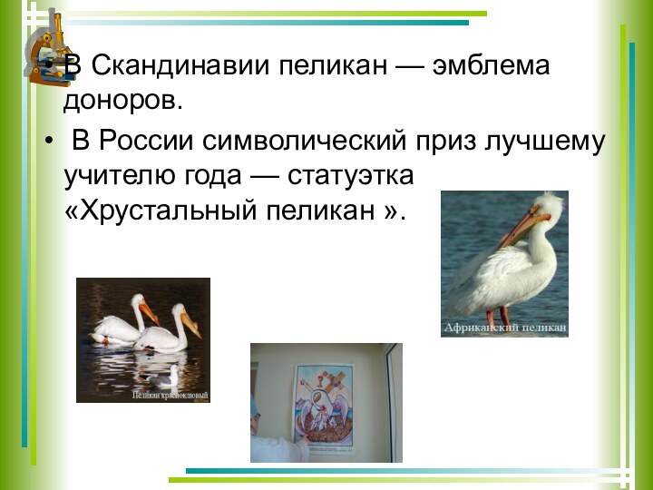 В Скандинавии пеликан — эмблема доноров. В России символический приз лучшему учителю