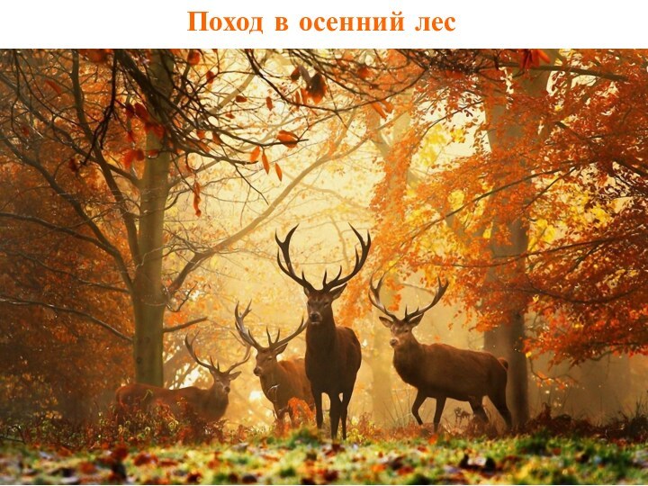 Поход в осенний лес