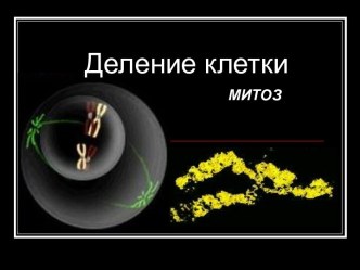 Митоз