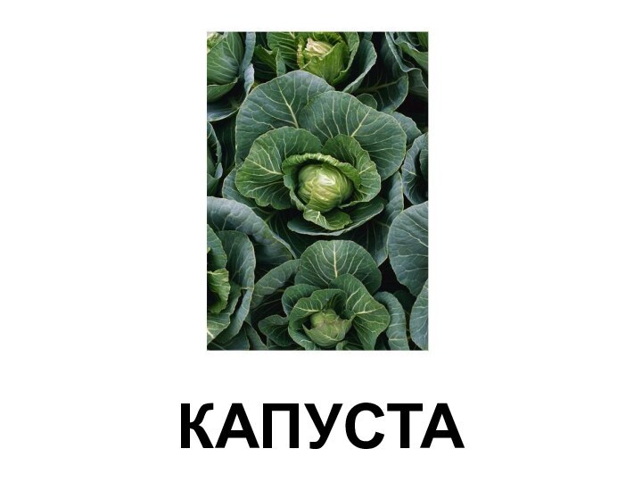 КАПУСТА