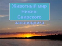 Животный мир Нижне-Свирского заповедника