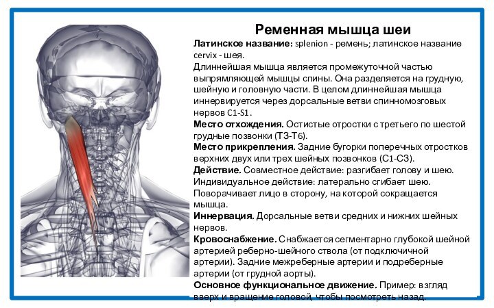 Ременная мышца шеиЛатинское название: splenion - ремень; латинское название cervix - шея.Длиннейшая мышца