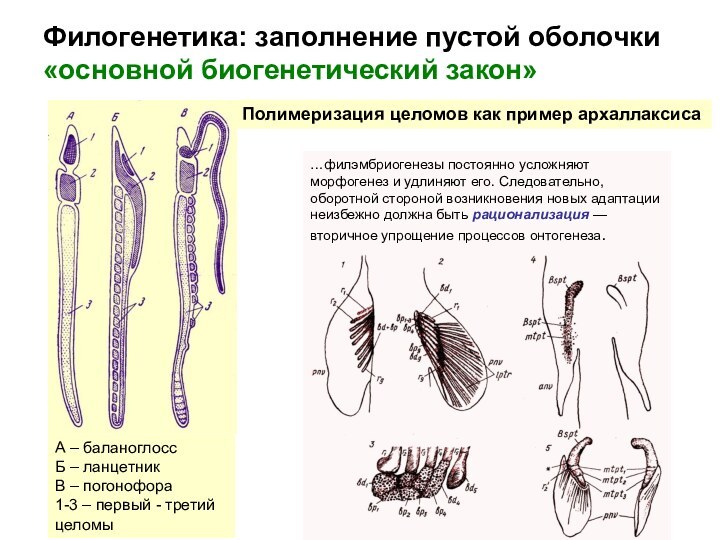 Филогенетика: заполнение пустой оболочки «основной биогенетический закон»Полимеризация целомов как пример архаллаксиса…филэмбриогенезы постоянно