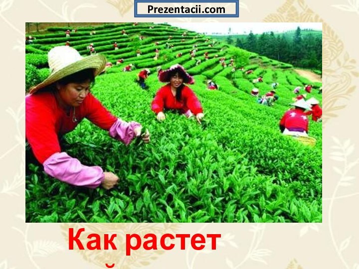 Как растет чай.Prezentacii.com