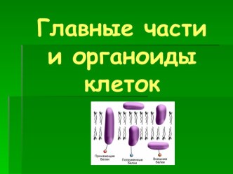 Главные части и органоиды клеток