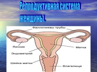 Репродуктивная система женщины