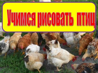 Учимся рисовать птиц