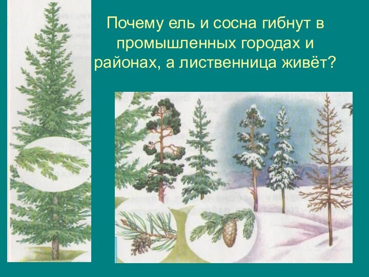 Почему ель и сосна гибнут в промышленных городах и районах, а лиственница живёт?