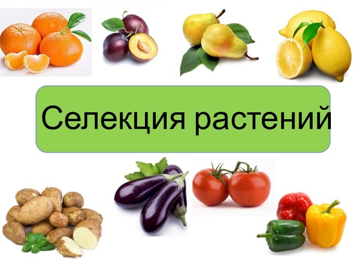 Селекция растений