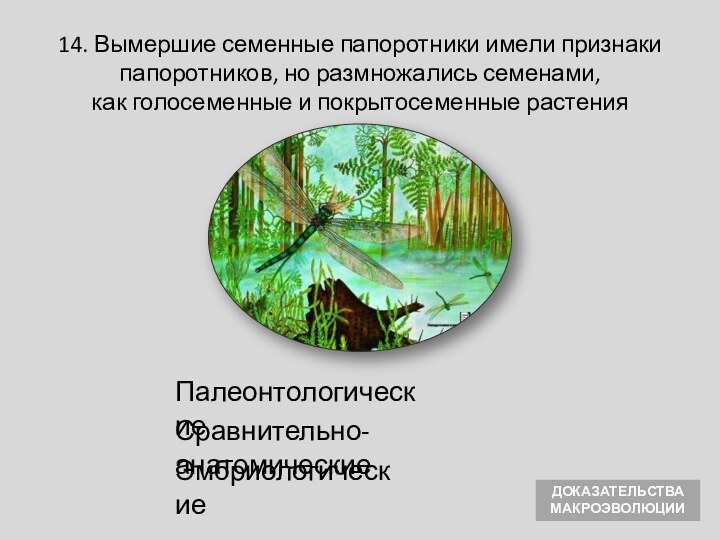 Сравнительно-анатомическиеЭмбриологические14. Вымершие семенные папоротники имели признаки папоротников, но размножались семенами, как голосеменные и покрытосеменные растенияПалеонтологическиеДОКАЗАТЕЛЬСТВА МАКРОЭВОЛЮЦИИ