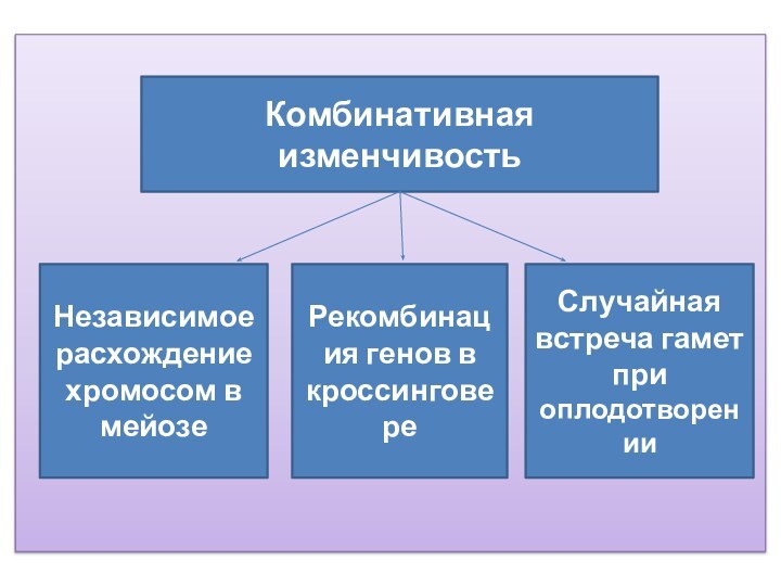 Комбинативная изменчивостьНезависимое расхождение хромосом в мейозеСлучайная встреча гамет при оплодотворенииРекомбинация генов в кроссинговере