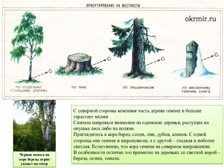 С северной стороны комлевая часть дерева темнее и больше зарастает мхамиСначала направьте