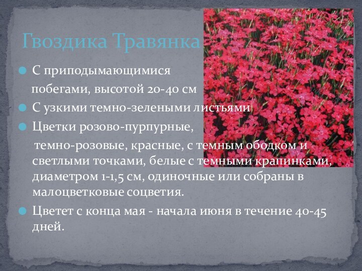 С приподымающимися  побегами, высотой 20-40 смС узкими темно-зелеными листьямиЦветки розово-пурпурные,