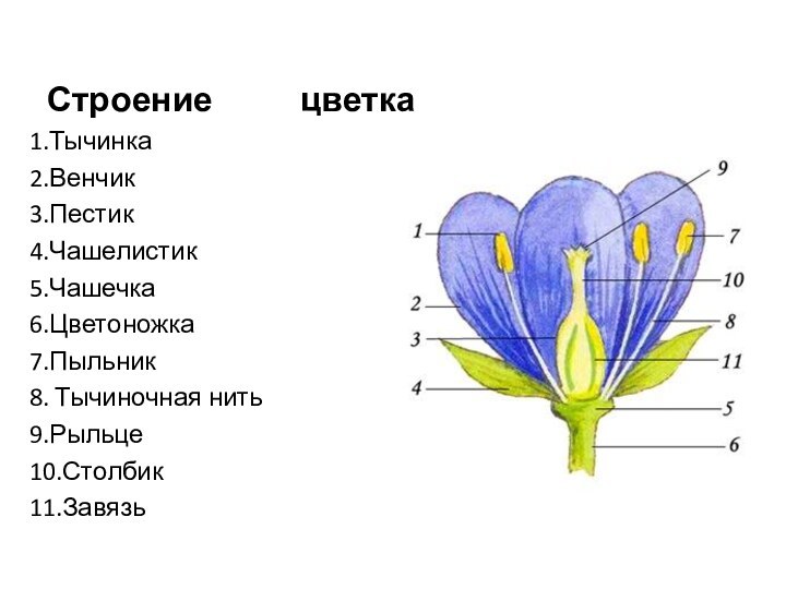 Строение      цветка1.Тычинка2.Венчик3.Пестик4.Чашелистик5.Чашечка6.Цветоножка7.Пыльник8. Тычиночная нить9.Рыльце10.Столбик11.Завязь