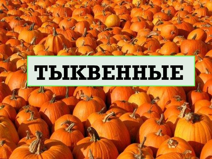 ТЫКВЕННЫЕ