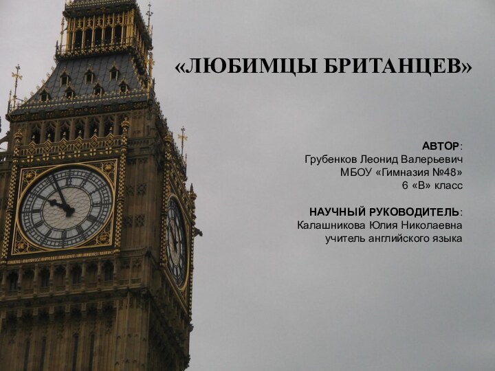 «ЛЮБИМЦЫ БРИТАНЦЕВ»АВТОР: Грубенков Леонид Валерьевич МБОУ «Гимназия №48» 6 «В» класс