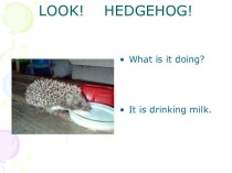 Look! Hedgehog!