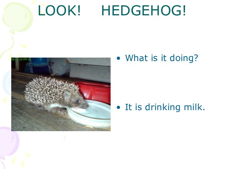 LOOK!  HEDGEHOG!What is it doing?It is drinking milk.