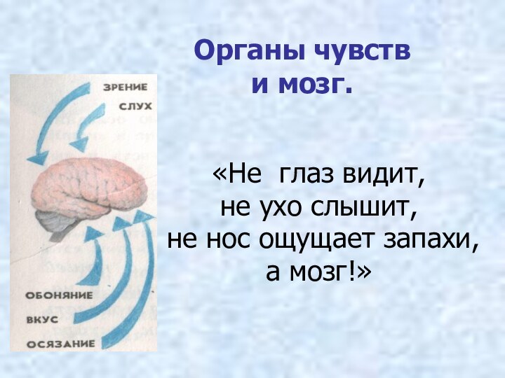 Органы чувств и мозг.«Не глаз видит, не ухо слышит, не нос ощущает запахи, а мозг!»