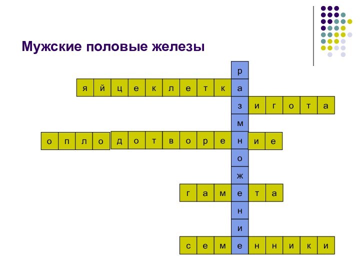 Мужские половые железыеклеткинетаиедтакио